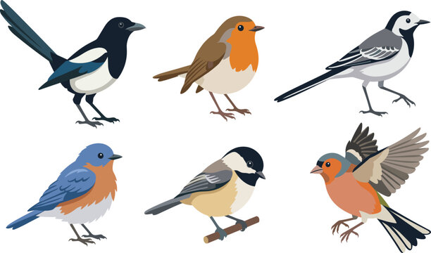 Colorful bird illustrations featuring magpie, robin, wagtail, bluebird, chickadee, and finch in stylized artwork highlighting species diversity