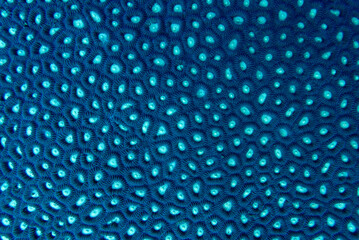 Extreme macro texture of deep blue coral polyps with glowing cyan centers © Elise