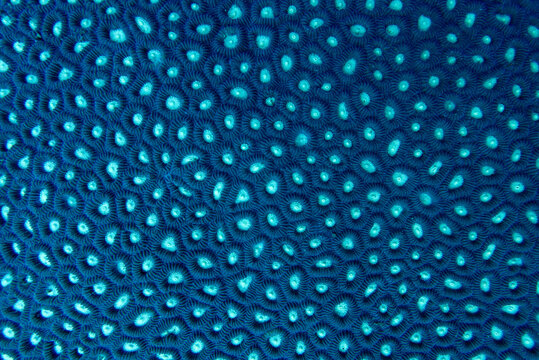 Extreme macro texture of deep blue coral polyps with glowing cyan centers