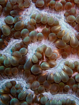 Close up view of smooth vesicles on a bubble coral colony in the ocean