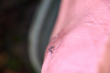 Fototapeta premium Mosquito Biting Human Skin