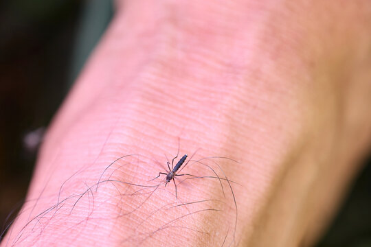 Mosquito Biting Human Skin