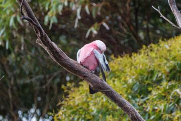 Galah cockatoo preening on eucalyptus branch in Western Australia © Lewis