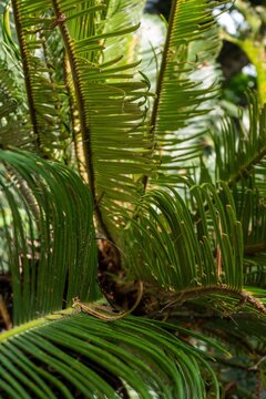 Closeup of green tropical plant with long leaves