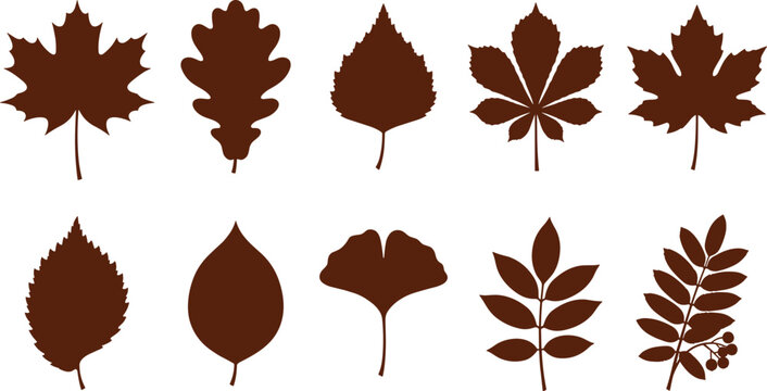 Autumn leaves silhouette vector icon set featuring maple oak birch chestnut ginkgo rowan leaf botanical elements illustration