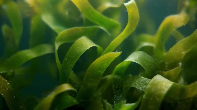 Underwater Kelp Forest swaying gently in ocean currents, natural light.