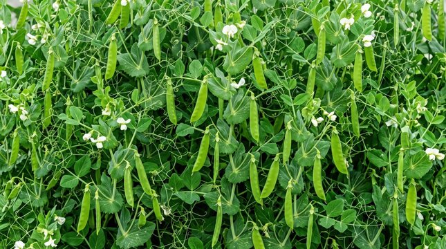 Lush green pea plants growing in a garden, featuring numerous hanging pea pods, delicate white flowers, and tangled vines with small leaves in a dense, natural agricultural setting