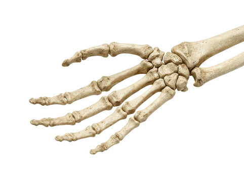 Human skeleton hand bone structure 