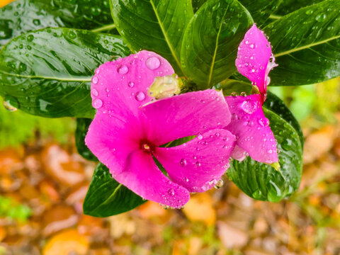 Close up of bright pink Madagascar periwinkle flower covered in raindrops