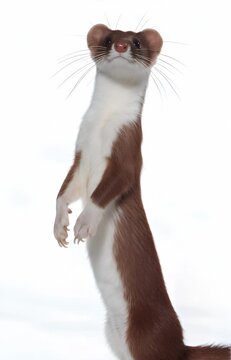 portrait of a sleek stoat standing upright on its hind legs against a seamless, pure white background. The small creature features a chestnut-brown back and a pristine white belly and neck