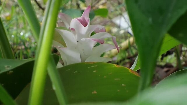 A fixed full HD video showing a rare white-dominant turmeric flower blooming near the ground, beautifully peeking through green plant stems and natural background bokeh.