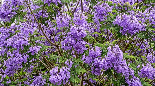Vibrant clusters of purple jacaranda flowers blooming on tree branches with green fern-like leaves, close-up view of springtime blossom in full bloom