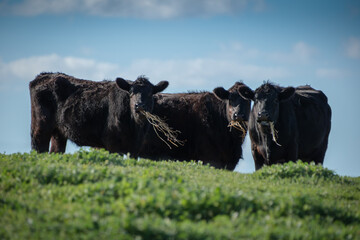 Three Black Angus cattle standing in a green pasture © Lewis