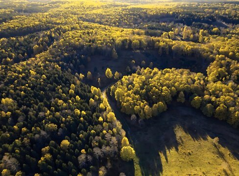 Aerial view of a dense autumn forest with yellow and green trees during a sunny golden hour