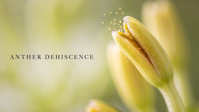 Macro photograph showing the process of anther dehiscence in a yellow lily flower bud releasing pollen