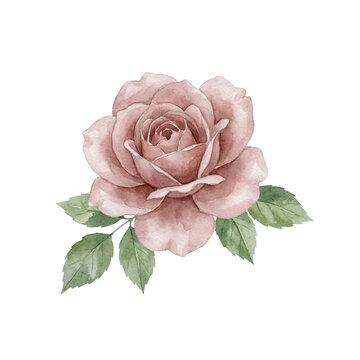 Watercolor Dusty Pink Rose with Green Leaves Isolated on White Background - Vintage Botanical Illustration for Wedding Invitation