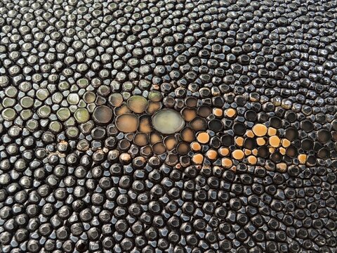 Macro shot of genuine black stingray skin leather texture with unique green and brown pearl pattern for background
