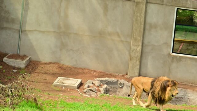 Lion with a full mane walking in its zoo habitat.