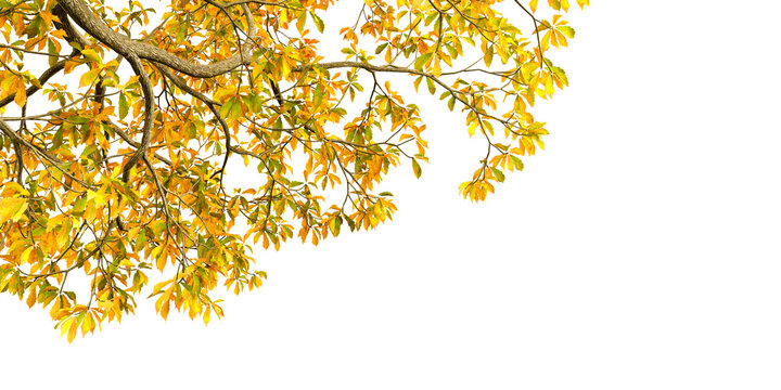 Autumn tree branch with golden yellow leaves isolated on transparent background