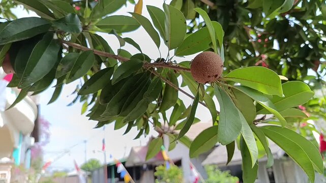 Sapodilla Fruit Growing on Tree