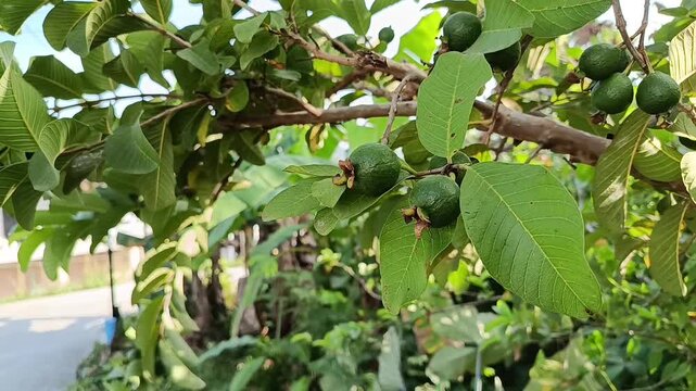 Young Guava Fruits Growing on Guava Tree