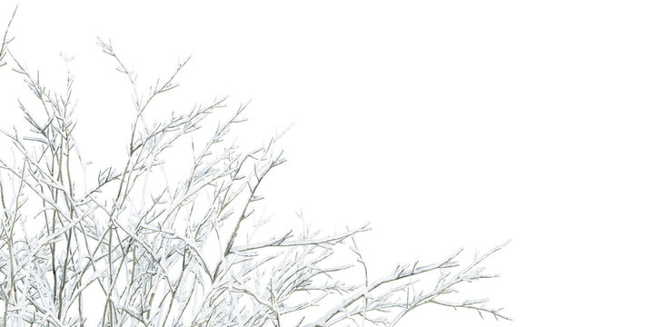 Snow covered winter tree branches isolated on transparent background