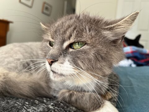 Grumpy grey cat with ears flattened back looking annoyed indoors