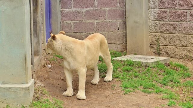 Restless lioness walking in the zoo reserve