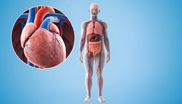 Human Heart 3D Anatomy Illustration