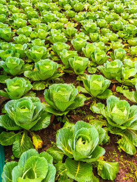 The image shows a field of maturing green cabbage plants growing in rich, dark soil.