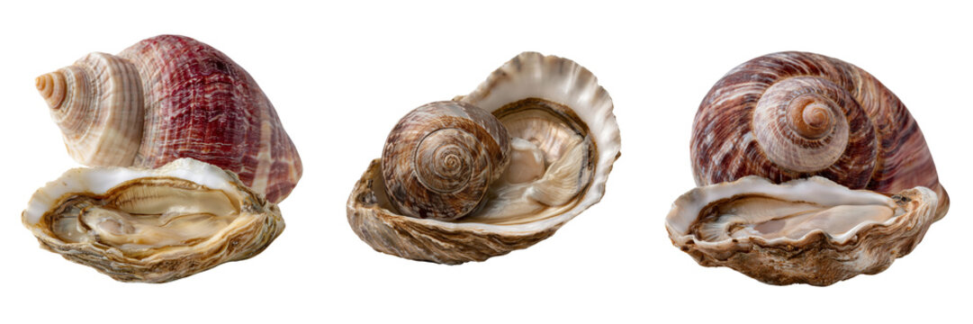 Set of Beautiful colorful sea snail with a smooth spiral shell, realistic marine creature details on transparent png background. Ai generated