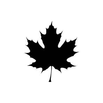 Maple leaf silhouette vector, black autumn foliage icon, minimalist sugar maple leaf shape for fall design and logos