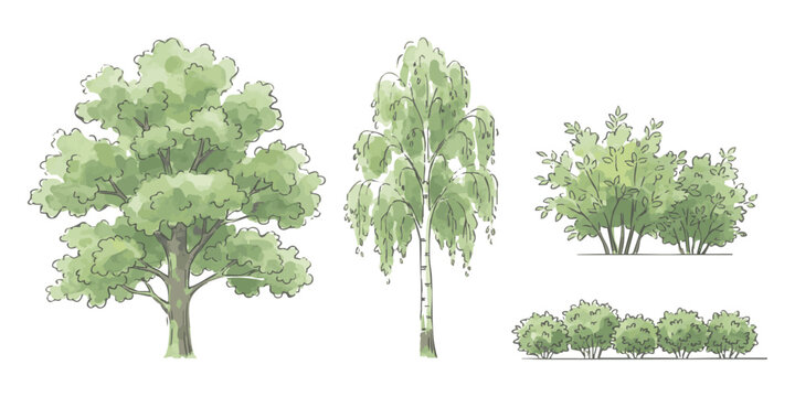 Hand drawn sketch set of deciduous trees birch and green bushes for landscape architectural design projects