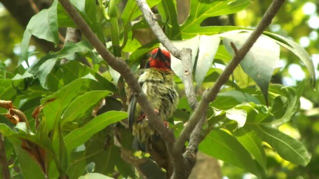 A beautiful wild bird, the coppersmith barbet, perching on a tree branch. Suitable for content regarding biodiversity, child education, wildlife