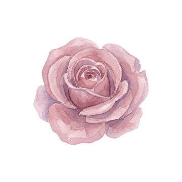 Watercolor Dusty Pink Rose Flower Head Isolated - Vintage Blush Floral Clipart