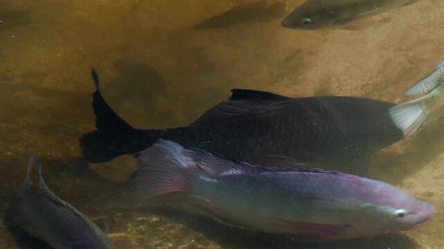 Group of Tropical Freshwater Fish Gathering on a Shallow Bottom