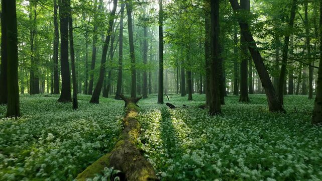 Beautiful morning in forest full of blossoming wild garlic