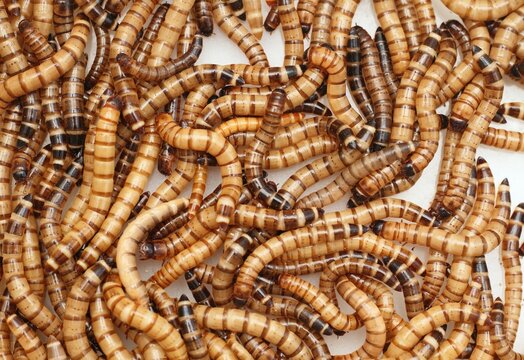 Zophobas morio or Tenebrio atratus  known by the common name superworm, kingworm or barley worm. Superworms good for feeding animals  on white.