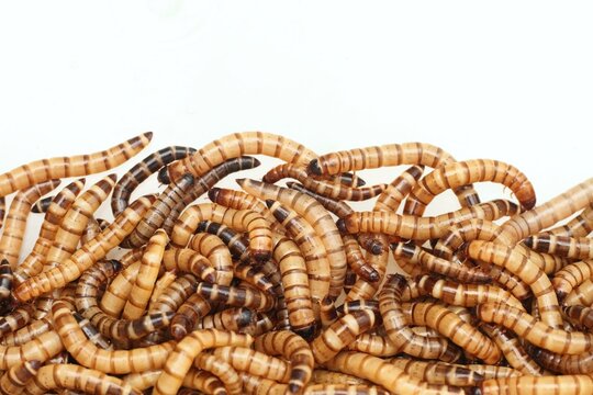 Zophobas morio or Tenebrio atratus  known by the common name superworm, kingworm or barley worm. Superworms good for feeding animals  on white background.