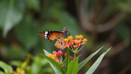 Plain Tiger Butterfly on Bright Flowers © Rohit