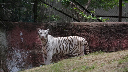 White Tiger in the Zoo © Rohit