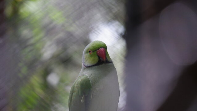 Rose Ringed Parakeet Close-Up