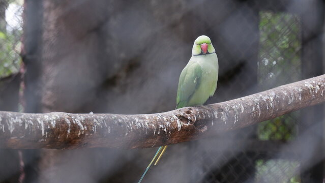 Rose Ringed Parakeet sitting on a Branch