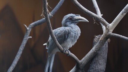 Indian Grey Hornbill on a Branch © Rohit