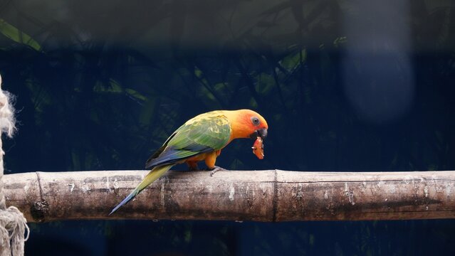 A Sun Conure with food in it's beak