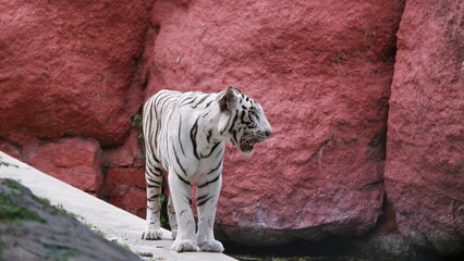 White Tiger in the Zoo © Rohit