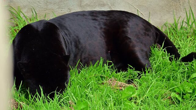 Black panther resting in the zoo reserve