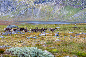 Reindeer Herd on the Hardangervidda Mountain Plateau, Norway © UbjsP