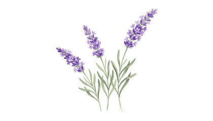 Obraz premium Watercolor style illustration of lavender branches bunch blooming purple blossoms with green leaves delicate romantic botanical element vector isolated on white background