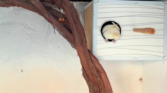 A pair of small white parrot is living happily in their small, nest-like wooden house. 4k video  